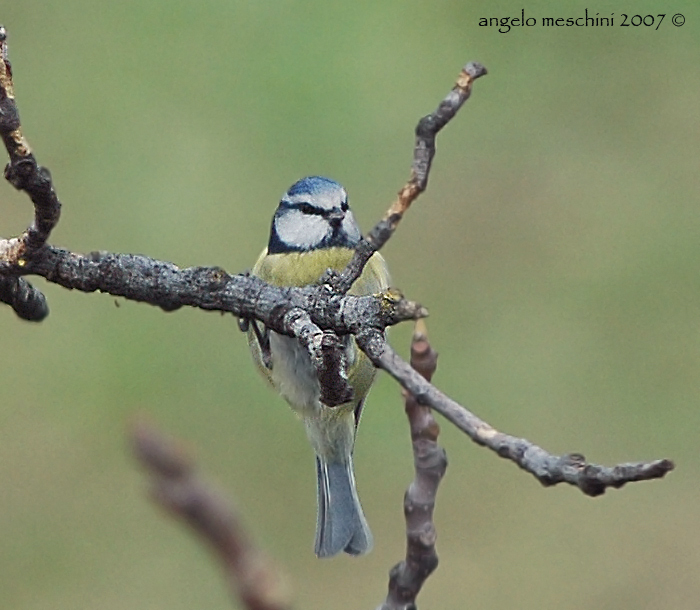 Cinciarella scortecciona